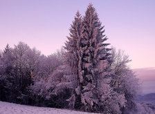 Cross stitch pattern: #31728