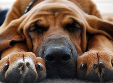 Cross stitch pattern: #31754