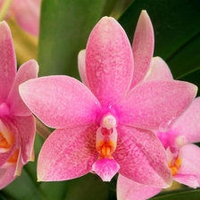 Cross stitch pattern: #31841