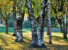 Cross stitch pattern: #33626