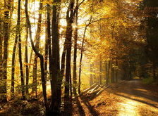 Cross stitch pattern: #33633