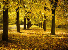 Cross stitch pattern: #33634