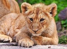 Cross stitch pattern: #34020