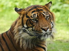 Cross stitch pattern: #34021