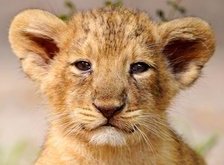 Cross stitch pattern: #34024