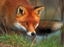 Cross stitch pattern: #34028