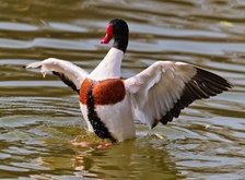 Cross stitch pattern: #34057