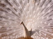 Cross stitch pattern: #34063