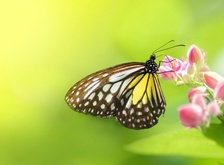 Cross stitch pattern: #34106