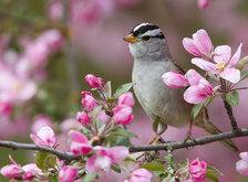 Cross stitch pattern: #34108