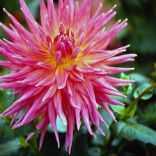 Cross stitch pattern: #34157