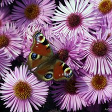 Cross stitch pattern: #34183