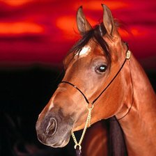 Cross stitch pattern: #35037