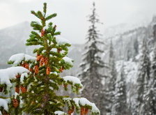 Cross stitch pattern: #35065