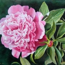 Cross stitch pattern: #35088