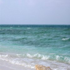 Cross stitch pattern: #35421