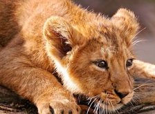 Cross stitch pattern: #35754