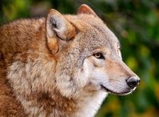 Cross stitch pattern: #35757