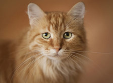 Cross stitch pattern: #35761