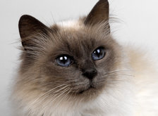 Cross stitch pattern: #35765