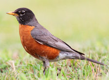 Cross stitch pattern: #35778