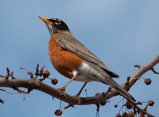 Cross stitch pattern: #35784