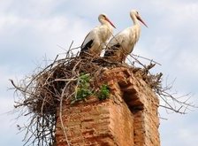 Cross stitch pattern: #35790