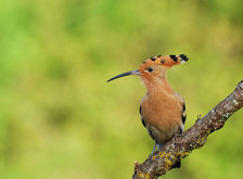 Cross stitch pattern: #35795