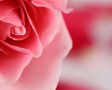 Cross stitch pattern: #35974