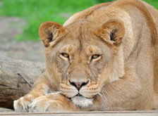 Cross stitch pattern: #36914