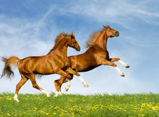 Cross stitch pattern: #36925