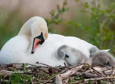 Cross stitch pattern: #37445