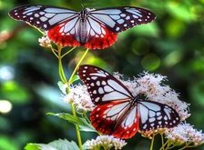 Cross stitch pattern: #37457