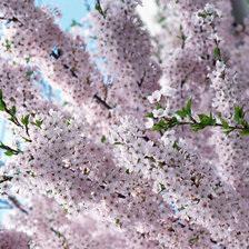 Cross stitch pattern: #37468