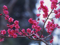 Cross stitch pattern: #37470