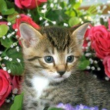 Cross stitch pattern: #37723