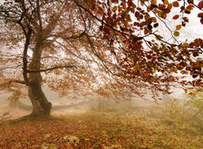 Cross stitch pattern: #38988