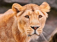 Cross stitch pattern: #41840