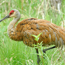 Cross stitch pattern: #41845