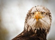 Cross stitch pattern: #41846