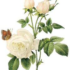 Cross stitch pattern: #43049