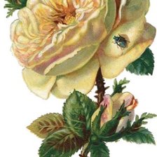 Cross stitch pattern: #43066
