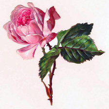Cross stitch pattern: #44003