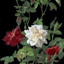 Cross stitch pattern: #45879