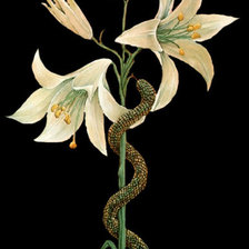 Cross stitch pattern: #45921