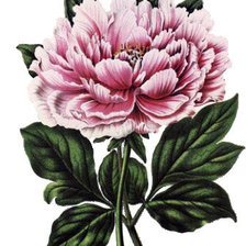 Cross stitch pattern: #45935