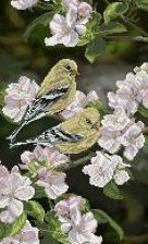 Cross stitch pattern: #46262