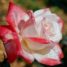 Cross stitch pattern: #47287