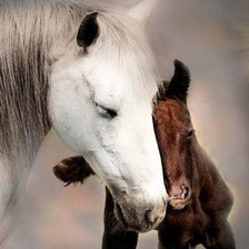 Cross stitch pattern: #49905