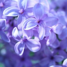 Cross stitch pattern: #53495